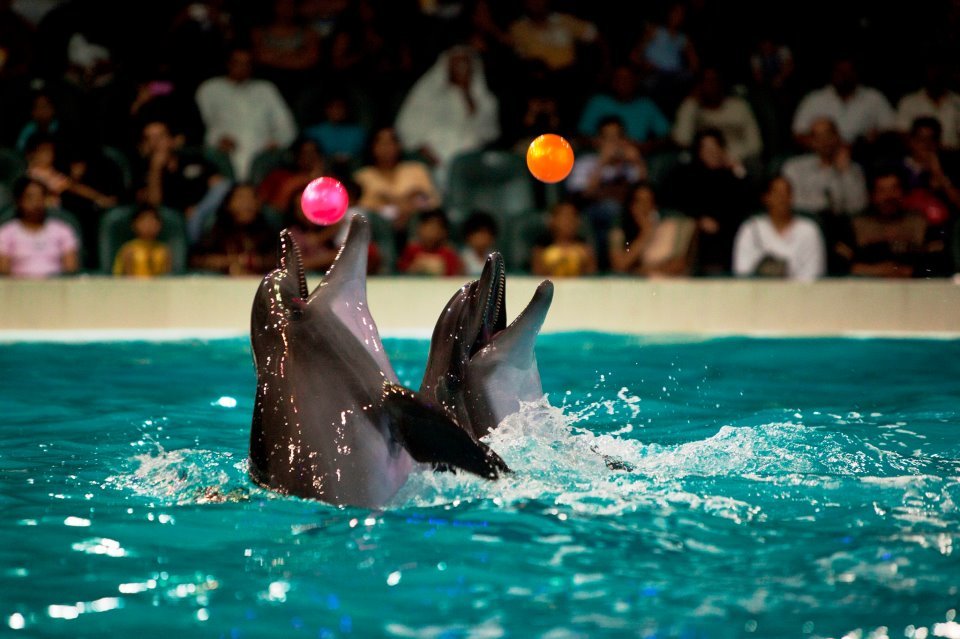 Dolphin Show
