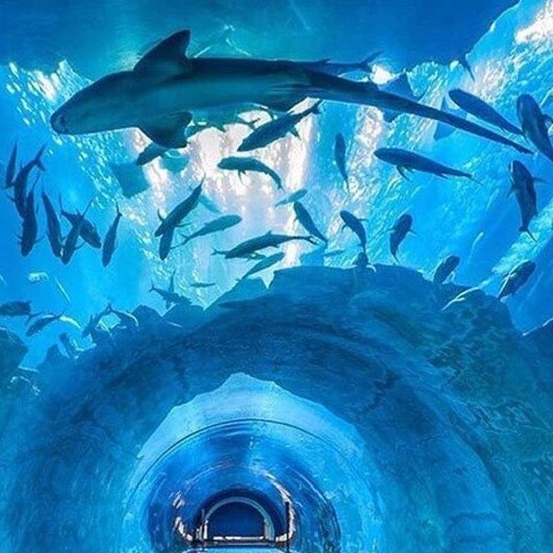 Dubai Aquarium amp Zoo